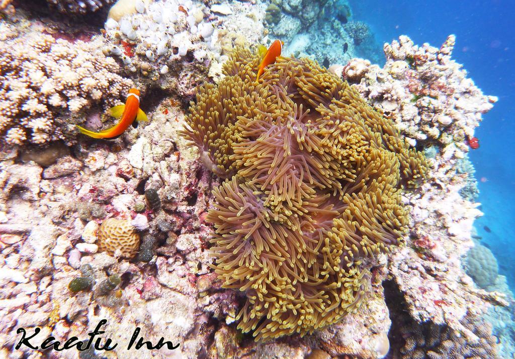 Kaafu Inn Guraidhoo Экстерьер фото