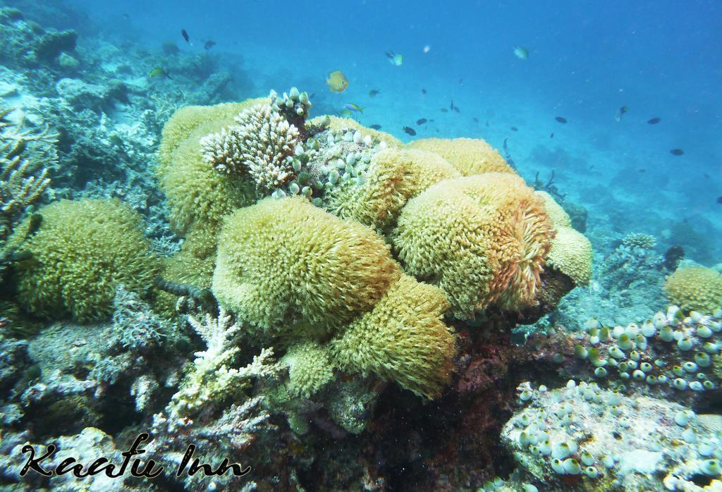 Kaafu Inn Guraidhoo Экстерьер фото