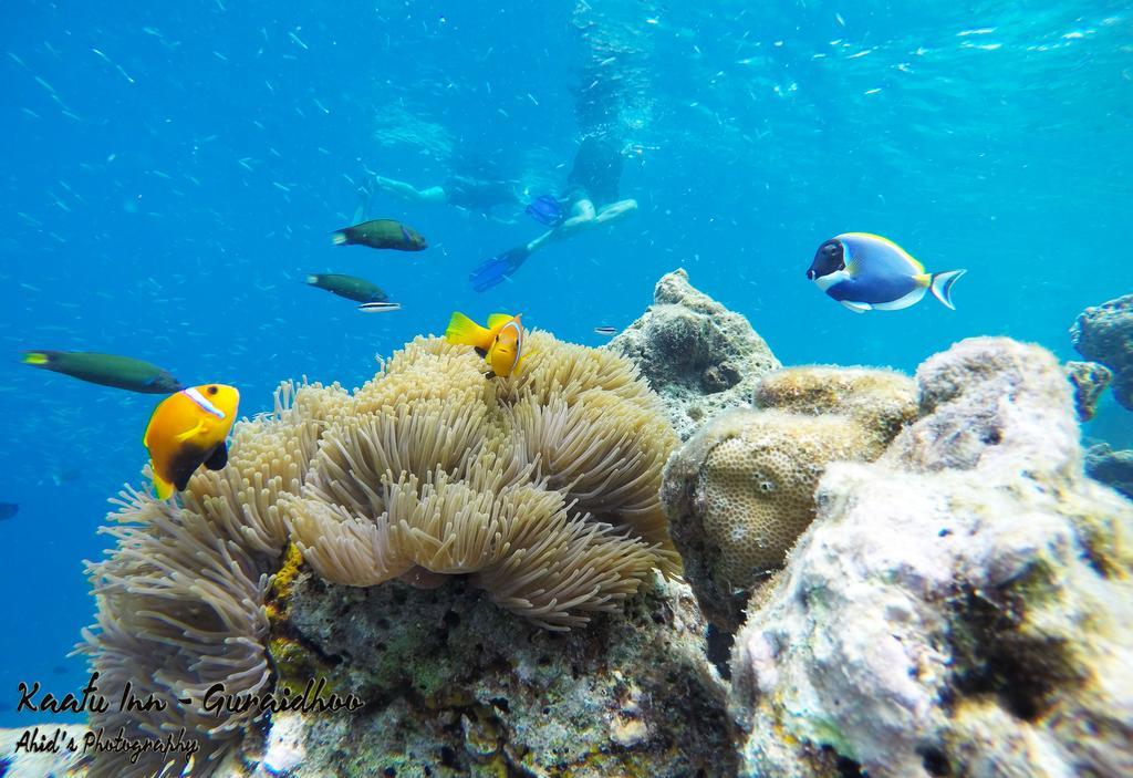 Kaafu Inn Guraidhoo Экстерьер фото